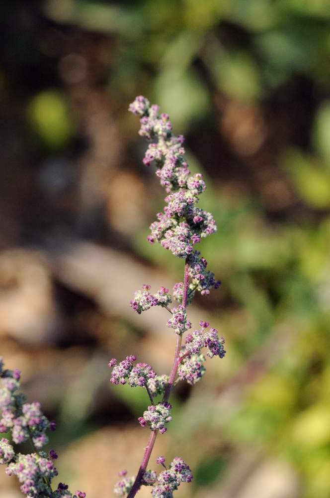 Fiori o bulbi a stelline - Chenopodium sp.